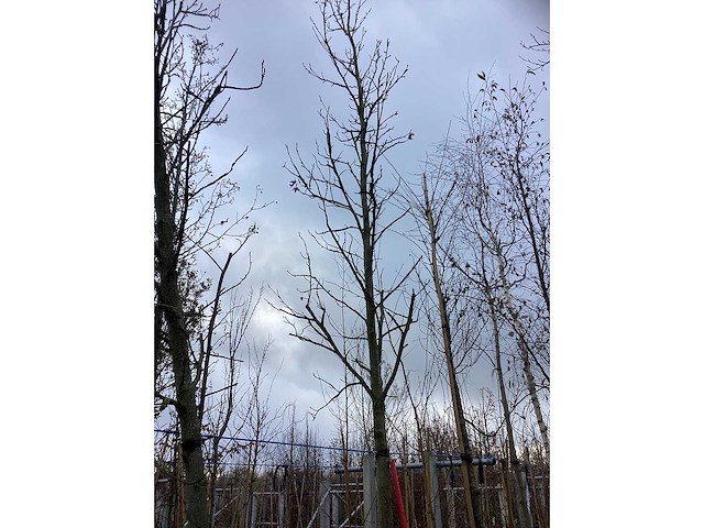 Amberboom - laanboom - afbeelding 2 van  3