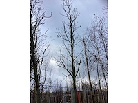 Amberboom - laanboom - afbeelding 2 van  3
