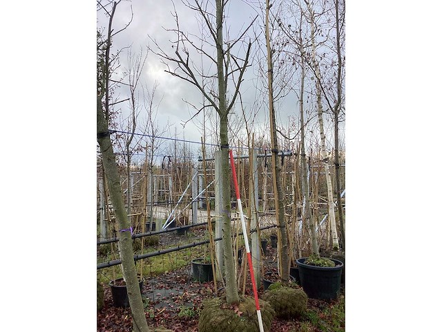Amberboom - laanboom - afbeelding 3 van  3