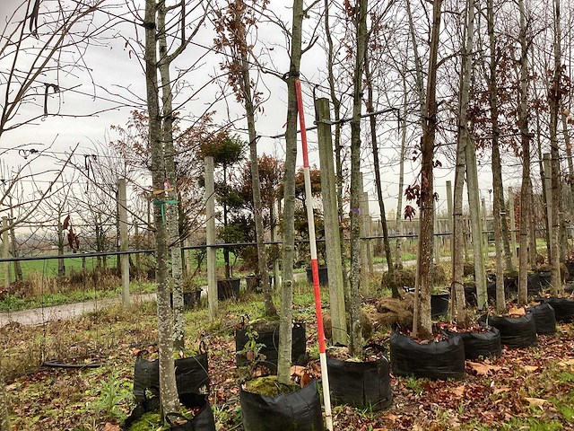 Amberboom - laanboom - afbeelding 1 van  3