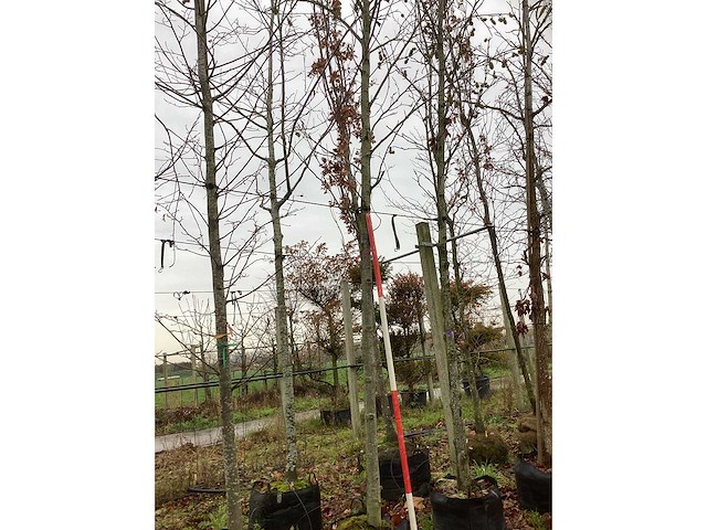 Amberboom - laanboom - afbeelding 2 van  3