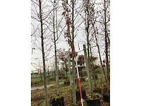 Amberboom - laanboom - afbeelding 2 van  3