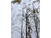 Amberboom - laanboom - afbeelding 3 van  3