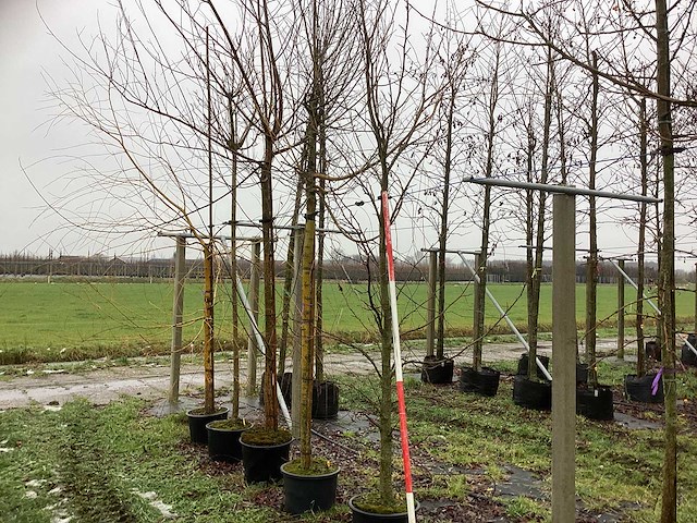 Amberboom - laanboom - afbeelding 1 van  3