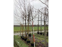 Amberboom - laanboom - afbeelding 2 van  3