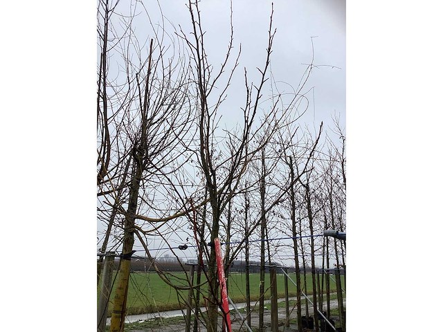 Amberboom - laanboom - afbeelding 3 van  3