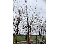 Amberboom - laanboom - afbeelding 3 van  3