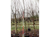 Amberboom - laanboom - afbeelding 3 van  3