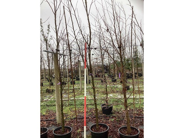 Amberboom - laanboom - afbeelding 3 van  3