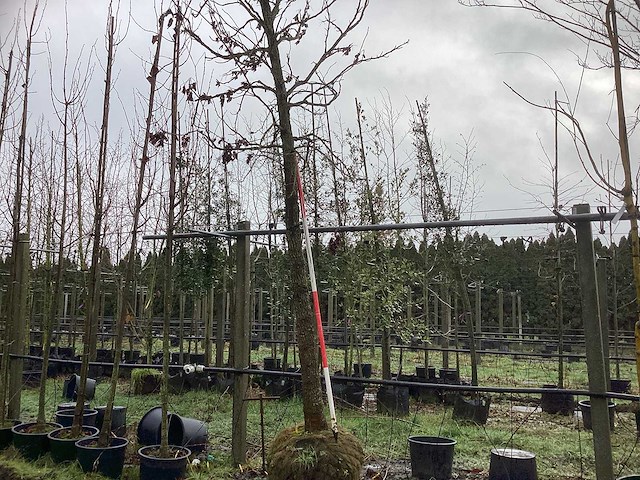 Amberboom - laanboom - afbeelding 1 van  3