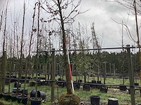 Amberboom - laanboom - afbeelding 1 van  3