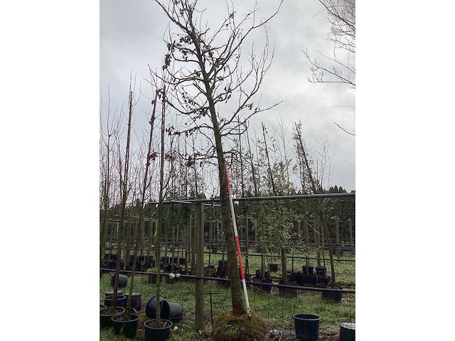 Amberboom - laanboom - afbeelding 2 van  3