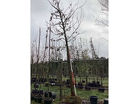 Amberboom - laanboom - afbeelding 2 van  3