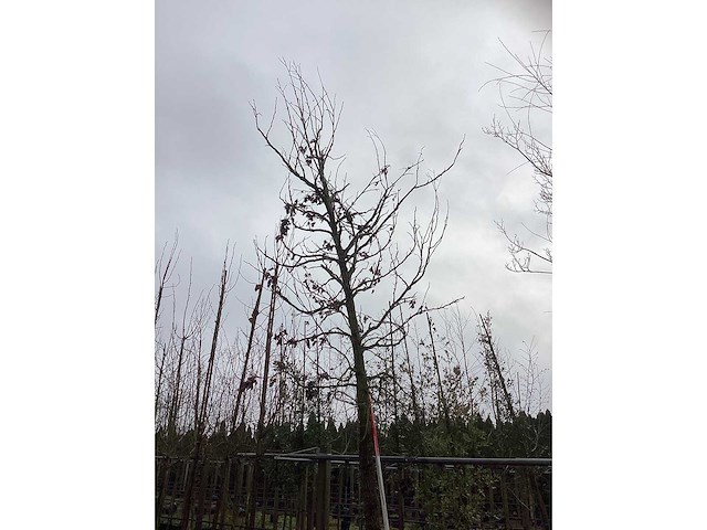 Amberboom - laanboom - afbeelding 3 van  3