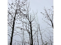 Amberboom - laanboom - afbeelding 2 van  3