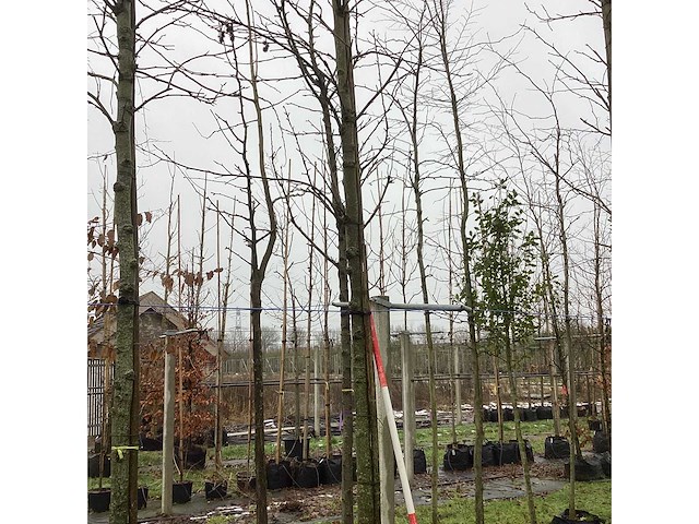 Amberboom - laanboom - afbeelding 3 van  3