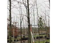 Amberboom - laanboom - afbeelding 3 van  3