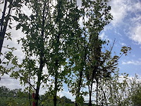 Amberboom - laanboom - afbeelding 2 van  2