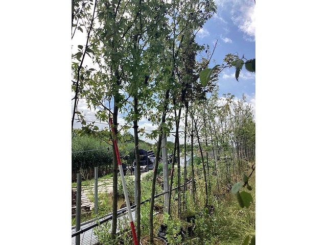 Amberboom - laanboom - afbeelding 1 van  2