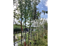 Amberboom - laanboom - afbeelding 1 van  2