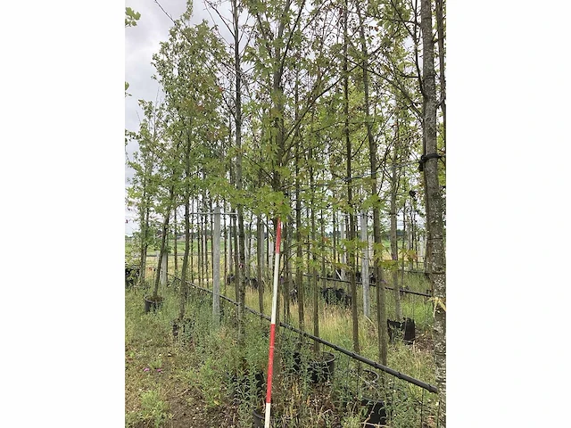 Amberboom - laanboom - afbeelding 2 van  2