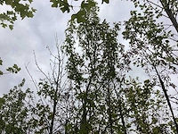 Amberboom - laanboom