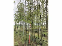 Amberboom - laanboom - afbeelding 1 van  2