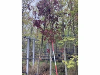 Amberboom - laanboom - afbeelding 2 van  2