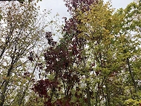 Amberboom - laanboom