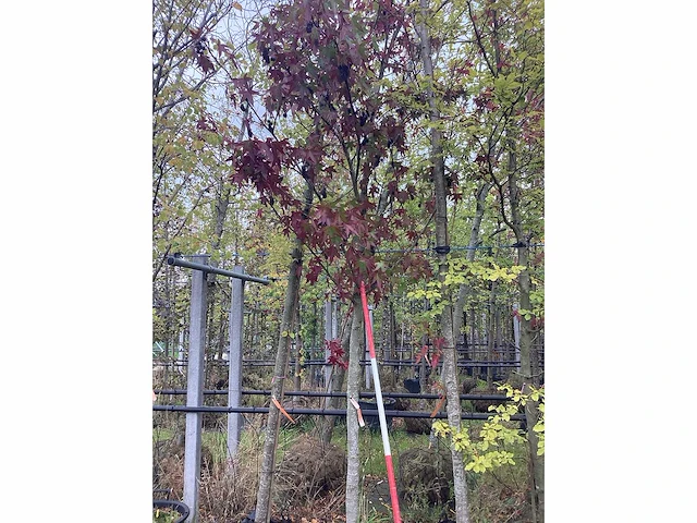 Amberboom - laanboom - afbeelding 2 van  2