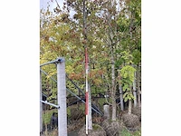 Amberboom - laanboom - afbeelding 2 van  2