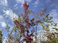 Amberboom - laanboom