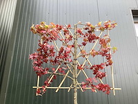 Amberboom - leibomen (2x) - afbeelding 2 van  3