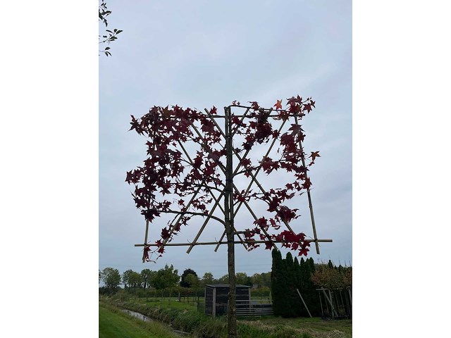 Amberboom - leibomen (2x) - afbeelding 2 van  2