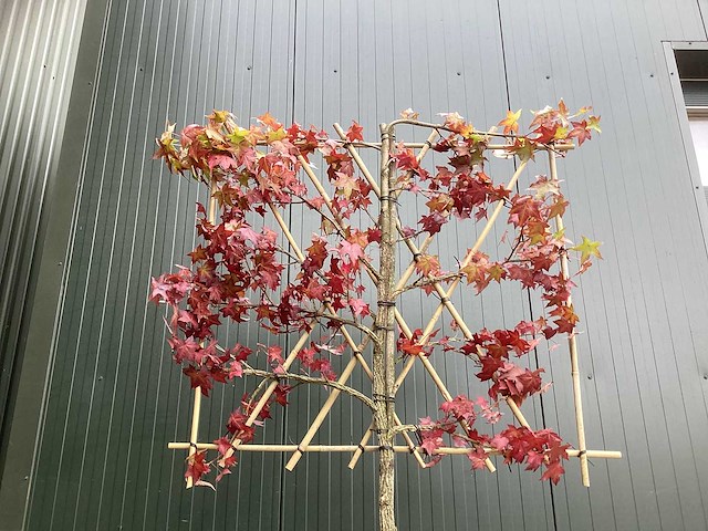 Amberboom - leibomen (3x) - afbeelding 2 van  3