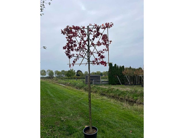 Amberboom - leibomen (4x) - afbeelding 1 van  2