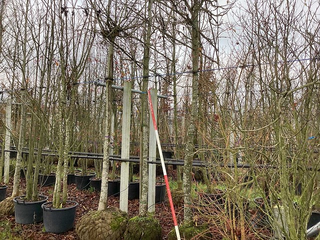 Amberboom - leiboom (2x) - afbeelding 1 van  3