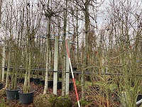 Amberboom - leiboom (2x) - afbeelding 1 van  3