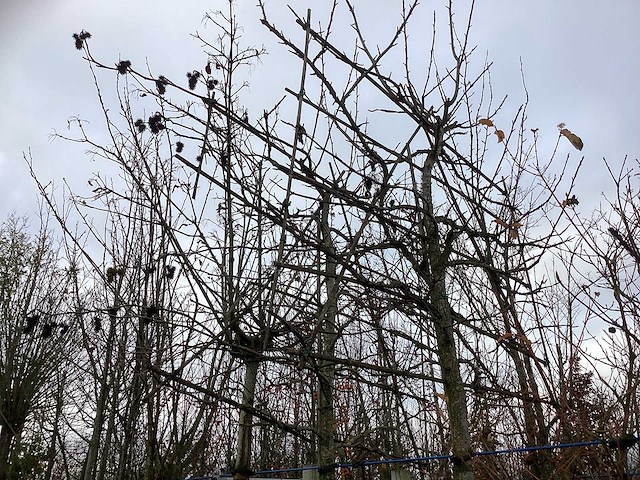 Amberboom - leiboom (2x) - afbeelding 2 van  3