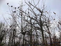 Amberboom - leiboom (2x) - afbeelding 2 van  3