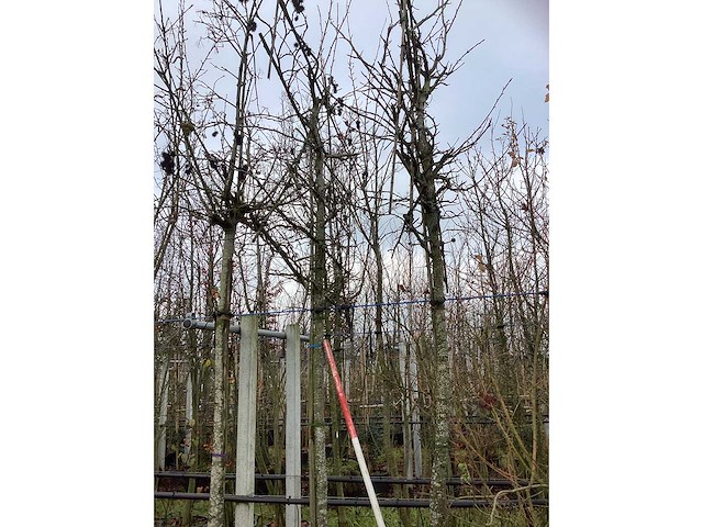 Amberboom - leiboom (2x) - afbeelding 3 van  3