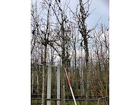 Amberboom - leiboom (2x) - afbeelding 3 van  3