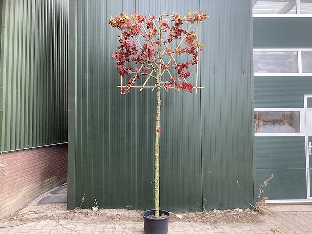 Amberboom - leiboom - afbeelding 1 van  3