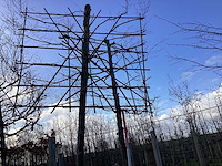 Amberboom - leiboom - afbeelding 1 van  2