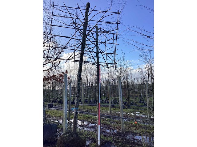 Amberboom - leiboom - afbeelding 2 van  2