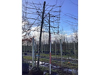 Amberboom - leiboom - afbeelding 2 van  2