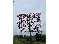 Amberboom - leiboom - afbeelding 2 van  2