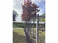 Amberboom - leiboom - afbeelding 2 van  2