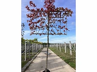 Amberboom - leiboom - afbeelding 2 van  2
