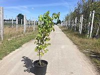 Amberboom - meerstammige boom (2x) - afbeelding 1 van  1